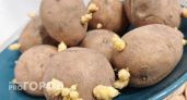 Отростки старого картофеля дороже золота: ценный дар для любого дачника