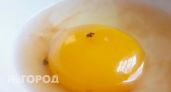 Темное пятно в яйце больше не испортит завтрак — вот что нужно знать каждой хозяйке