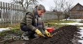 Уже пора: когда сажать лук и чеснок весной-2026 - точные сроки