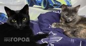 Кошка носится по квартире, как сумасшедшая - это не просто так: что должен знать каждый хозяин