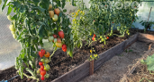 Сосед-пенсионер открыл глаза: помидоры разоряют дачников — перешел на 6 овощей и сэкономил 47500 рублей за 2 года