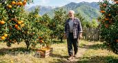 "Оставлю гнить на ветке, но в Россию не продам": хозяин мандариновых плантаций в Абхазии рассказал, почему так делает