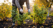 У соседа из одной ветки получился десяток кустов: ленивый способ размножения чёрной смородины — теперь и я делаю только так