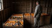 "Оставлю гнить на ветке, но в Россию не продам": хозяин мандариновых плантаций в Абхазии рассказал, почему так делает