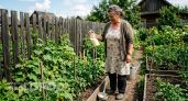 Ловкий трюк с бутылкой и манкой - и муравьи сбегают с огорода целыми колониями
