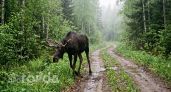 Водителей Марий Эл предупреждают об опасности лосей на дорогах
