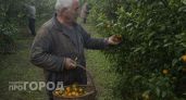 "Оставлю гнить на ветке, но в Россию не продам": хозяин мандариновых плантаций в Абхазии рассказал, почему так делает
