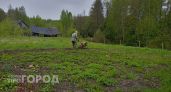 Когда сажать картофель в мае-2026: точные даты