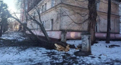 Опасные для жизни деревья нашли во дворах Йошкар-Олы