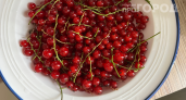 Перестал сыпать золу в мае — 12 кустов согнулись от урожая: главная ошибка, которую я повторял три года