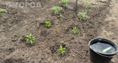 Кладу под перцы старые колготки — урожай собираю ведрами: 15 килограммов с 10 кустов без химии и удобрений