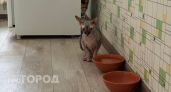 Можно ли кормить кошку только сухим кормом - точный ответ