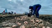 В Марий Эл вывели новый сорт картофеля: урожая в 2 раза больше