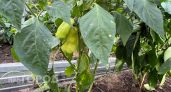 Перцы попрут вверх и вширь, как сумасшедшие: одна дешевая подкормка решит все проблемы разом