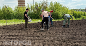 Россиян будут беспощадно штрафовать за посадку картошки на даче: кто под прицелом у проверяющих