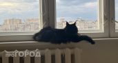 Скучают ли кошки, когда вас нет дома: честный ответ, который удивит каждого хозяина