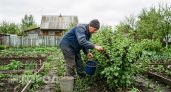Простой трюк с марганцовкой превратит смородину в сладкий райский плод - и без всякой химии