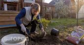 Посадила маленький кустик у крыльца - комары забыли дорогу в мой дом: работает лучше дорогущих средств