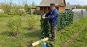 Глухой забор уже не в моде — россияне массово переходят на другой вариант: как превратить сетку-рабицу в живую изгородь