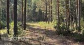 Марий Эл попала в список самых опасных регионов по энцефалиту