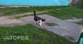 Йошкар-Оле угрожает бешенство: два подозрительных кошачьих трупа исследуют специалисты