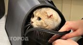 Хуже любого яда: ветеринар объяснила, почему привычка поить кошку молоком медленно убивает ее изнутри