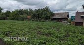 Картофель сгнил еще в земле из-за одной ошибки: почему нельзя удобрять почву свежим навозом