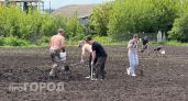Теперь за картошку на даче выпишут огромный штраф: касается абсолютно каждого, кто выращивает этот овощ на участке