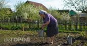 Как ветром сдуло: китайцы избавляются от тли на огородах только этим средством - хватит 200 гр на ведро