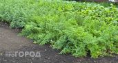 Посадила два кустика на грядках - и никакой морковной мухи: простой способ, о котором должен знать каждый