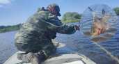 Рыбоохрана Марий Эл отлавливает на Волге браконьеров под палящим солнцем: “Вытягиваешь сеть - а в ней бьется израненная в клочья рыба”