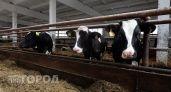 Марий Эл резко нарастила производство кефира: один район вырос в 11 раз