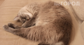 Почему кошка «целует» хозяина: 3 тайных смысла, о которых вы не подозревали
