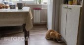 Мы сами убиваем своих питомцев: ветеринар назвал фатальную ошибку при кормлении сухим кормом