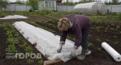 Заморозки ударят с двойной силой: точная дата, когда нужно срочно укрывать картошку