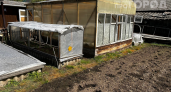 Горчица больше не в моде: этот сидерат избавит грядки от проволочника без химии — секрет опытных садоводов