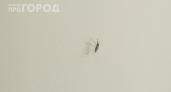 Искусают до мурашек: простые хитрости, которые отпугнут комаров даже в самую жаркую ночь