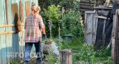 Умные дачники не выбрасывают эти желтые цветы: превращают в суперсредство для земли за три шага