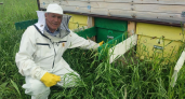 Фермер с нуля возродил умирающую деревню в Куженерском районе: теперь туда едут со всей России лечиться пчелами