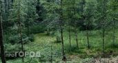 Прокуратура добилась ареста 9 участков в «Сосновой роще»: теперь их нельзя продать или застроить