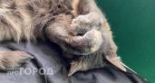 Священник раскрыл, есть ли кошек душа: ответ удивит