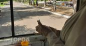 Два дня у йошкаролинцев будут проверять давление и уровень сахара прямо на улице