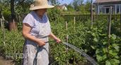 Поливать огород в жару - плохая идея: один аргумент изменит эту привычку навсегда