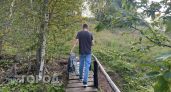 Жители Марий Эл стали в полтора раза чаще заражаться мышиной лихорадкой