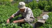 Не радуйтесь, если жука нет: ученый предупредил, сколько лет эта нечисть может выжидать в земле вашего огорода