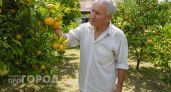 "Пусть сгниют на ветке, но в Россию не продам": хозяин плантации мандаринов в Абхазии рассказал, почему так делает