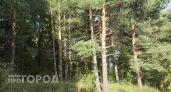 Житель Медведевского района подхватил боррелиоз после прогулки по лесу