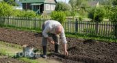 Дачник с 30-летним стажем рассказал, почему больше не сажает картошку на одном и том же месте