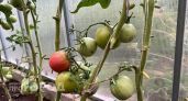 Томаты чернеют и трескаются из-за одной ошибке при поливе: губит весь урожай за два дня