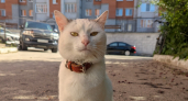 От дворовых не отличить: эти домашние кошки стоят сотни тысяч, а мы не знаем